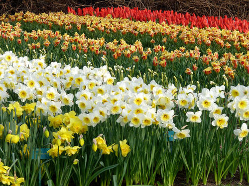 Jual Poster Daffodils Tulips Many WPS